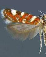 Aristotelia n. sp.